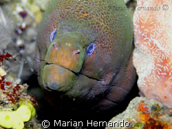 Moray eel by Marian Hernando 